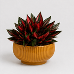 Bold Statement Houseplant Collection - Bromeliad Urn, Peperomia Caperata Roja Grande & Aechmea Blue Rain  2