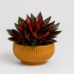 Peperomia Caperata Roja Grande  3
