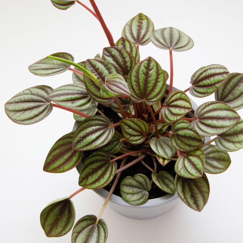 Peperomia Plant Mix Peperomia-Duo-Banda-800x800 1