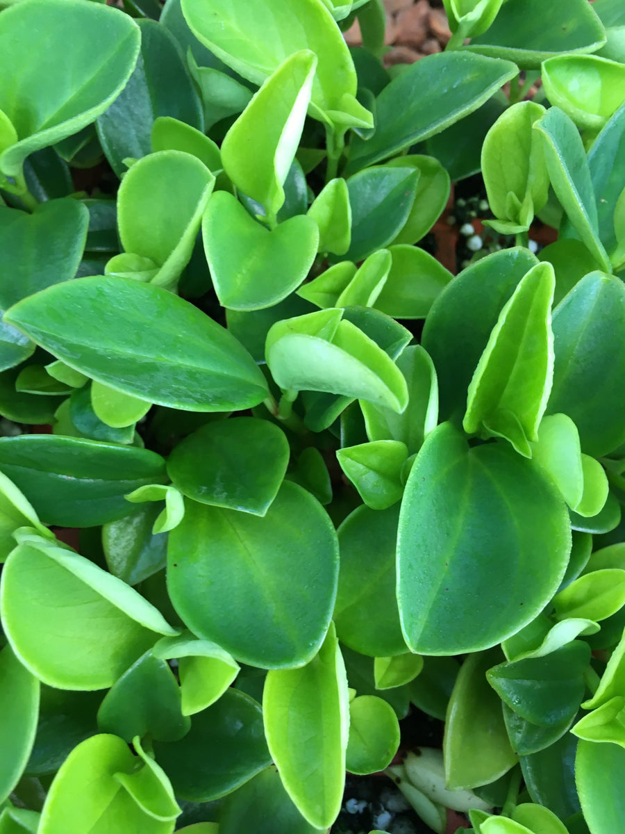 Peperomia Plant Mix Peperomia-Scandens-scaled 3