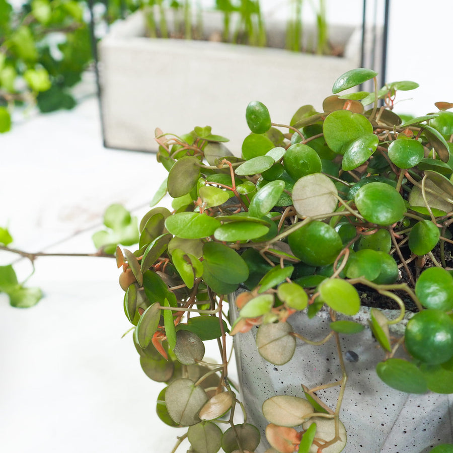 Peperomia Pepperspot Peperomia-prostrata-Pepperspot 5