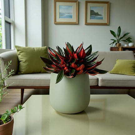 Peperomia Caperata Roja Grande