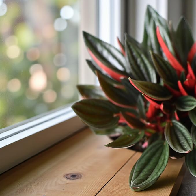 Peperomia Caperata Roja Grande  2