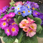 Perennial Favourite Mix  4