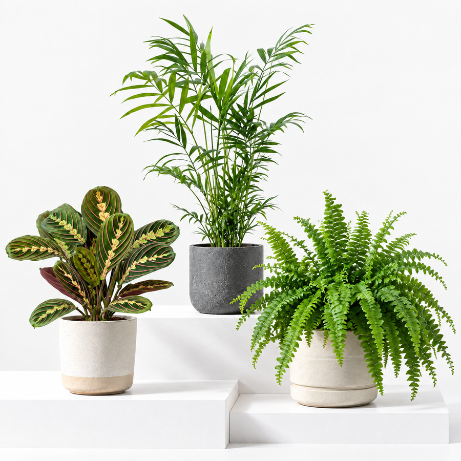 Pet Friendly Houseplant Bundle - Maranta Fascinator, Parlour Palm & Boston Fern  2