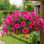 Petunia Surfinia Hot Pink Plants  4