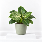 Philodendron White Wave Plant  1