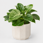 Kitchen Houseplant Collection - Calathea Rufibarba Elgergrass, Haworthia Fasciata Big Band & Philodendron White Wave  2