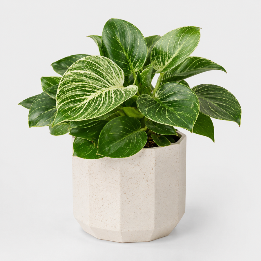 Kitchen Houseplant Collection - Calathea Rufibarba Elgergrass, Haworthia Fasciata Big Band & Philodendron White Wave  2