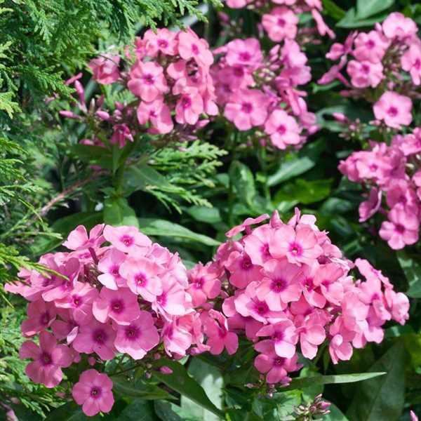 Phlox Panticulata - Christelle Phlox Panticulata - Christelle image2 2
