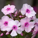 Phlox Famous White  1