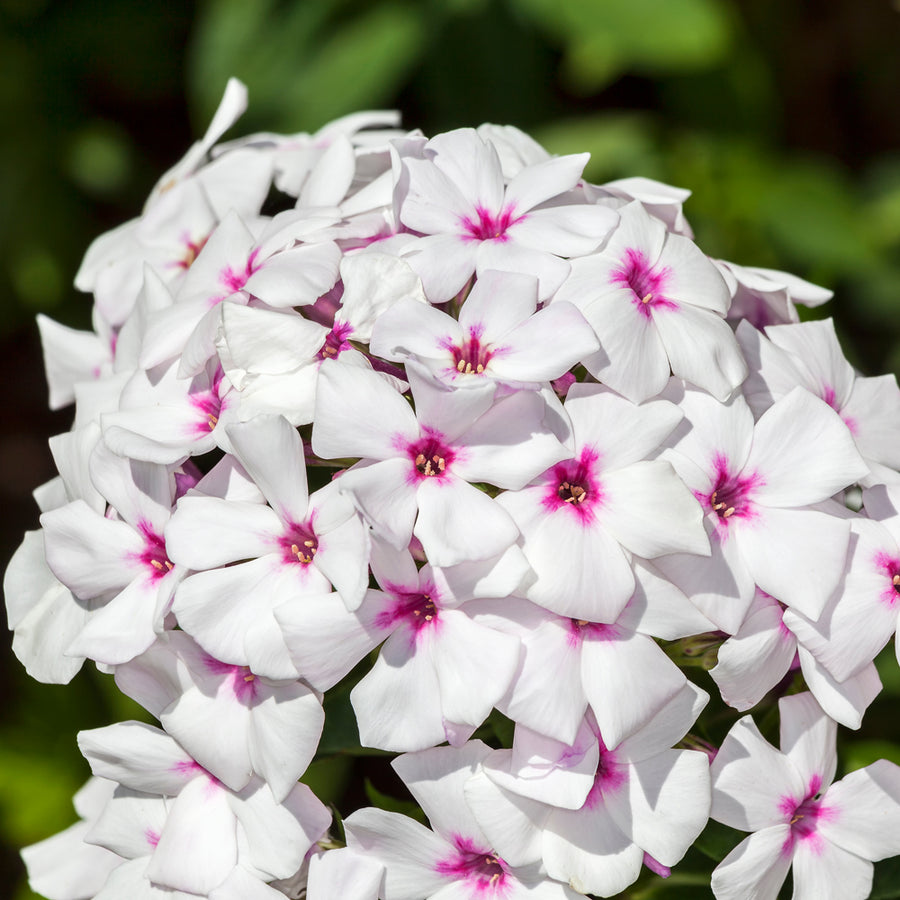 Phlox  5