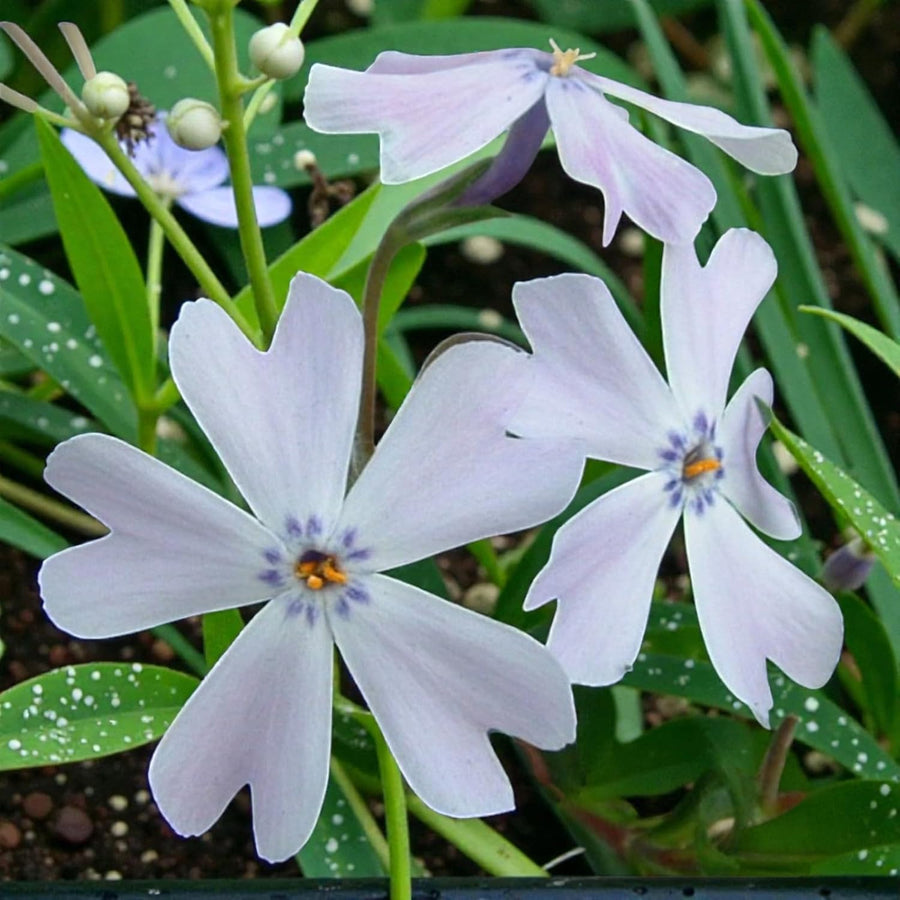 Phlox Emerald Cushion  2