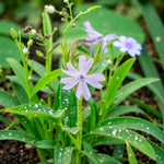 Phlox Emerald Cushion  4