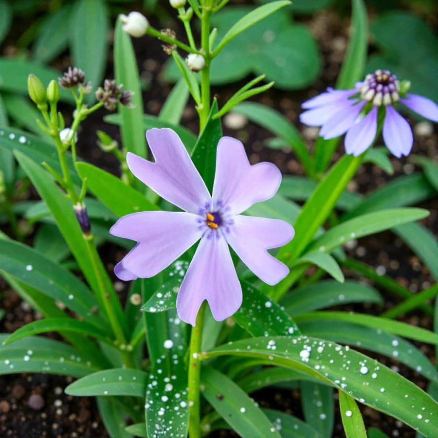 Phlox  7