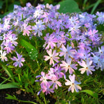 Phlox Emerald Cushion  3
