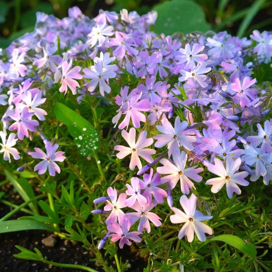 Phlox Emerald Cushion  3