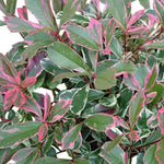 Photinia Fraseri Pink Marble Hedging Shrub in 9L Pot  3