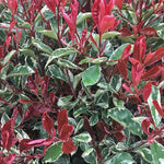 Photinia Fraseri Pink Marble Hedging Shrub in 9L Pot  4
