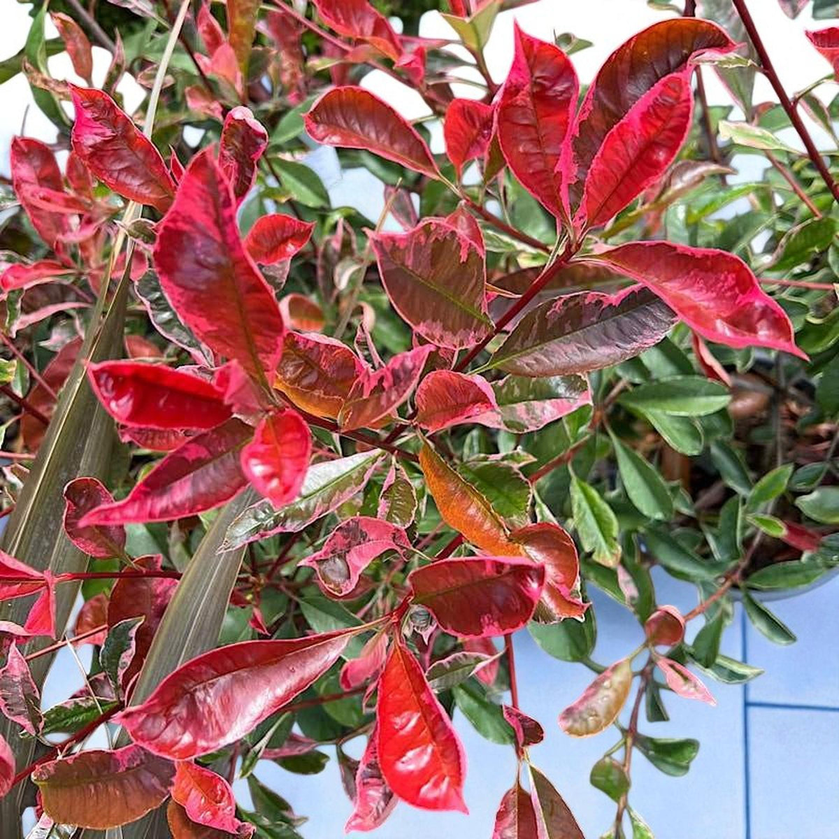 Photinia Fraseri Pink Marble Hedging Shrub in 9L Pot  2