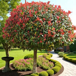Photinia Little Red Robin Patio Tree in 7L Pot  3