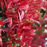Photinia Little Red Robin Patio Tree in 7L Pot  4