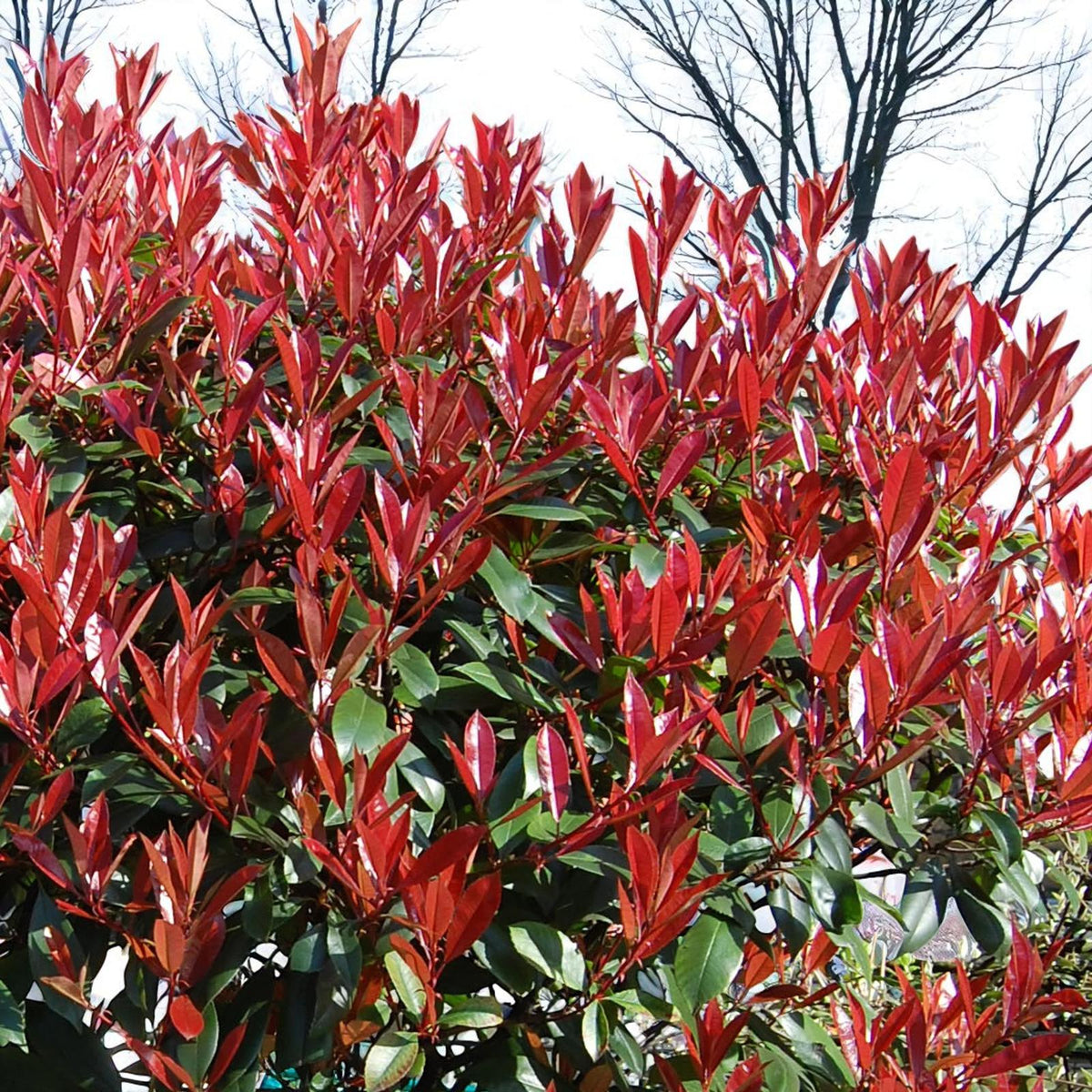 Photinia Little Red Robin Patio Tree in 7L Pot  2