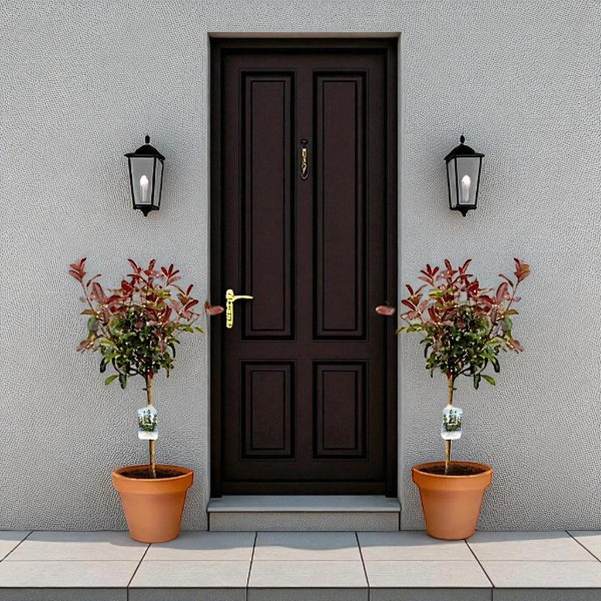 Photinia Magical Volcano Patio Tree in 7L Pot  3