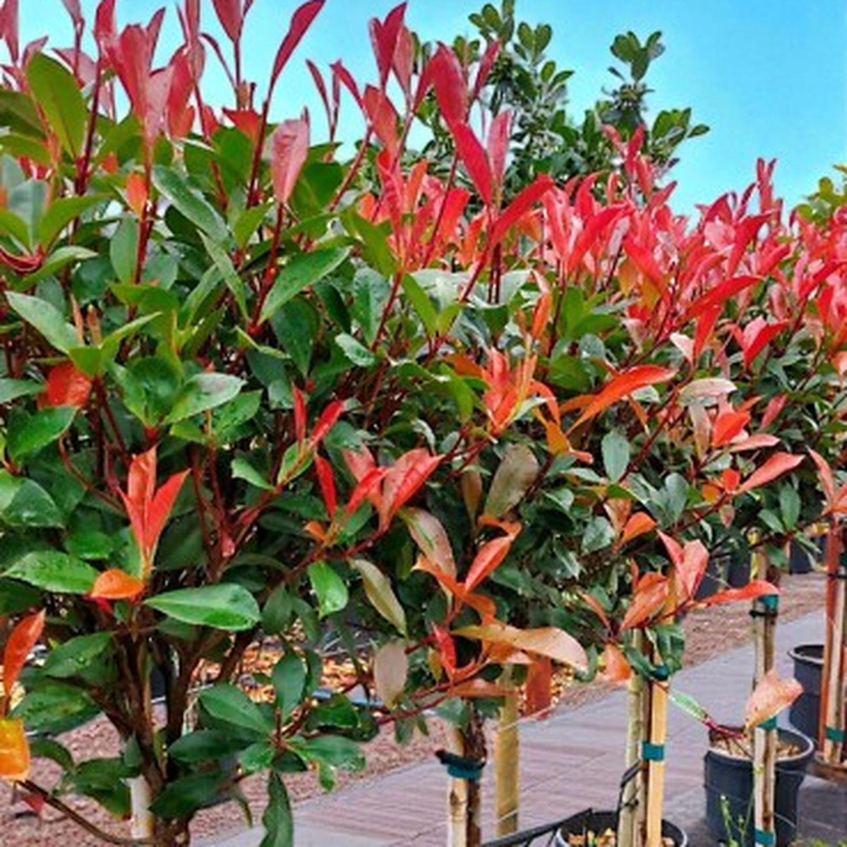 Photinia Magical Volcano Patio Tree in 7L Pot  1