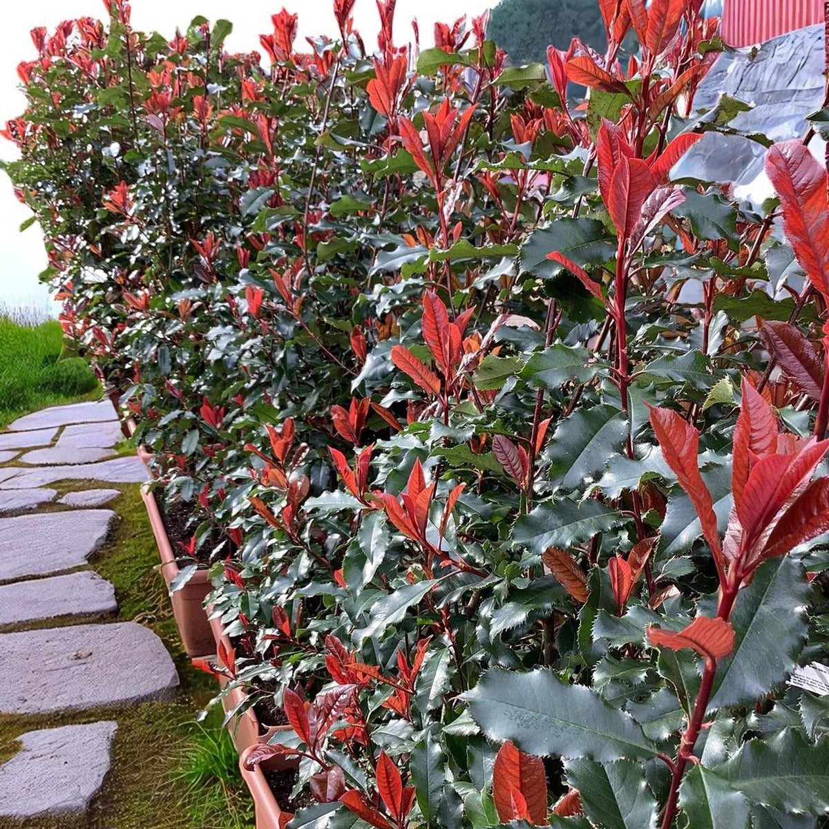 Photinia Magical Volcano Patio Tree in 7L Pot  4