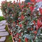 Photinia Magical Volcano Patio Tree in 7L Pot  4