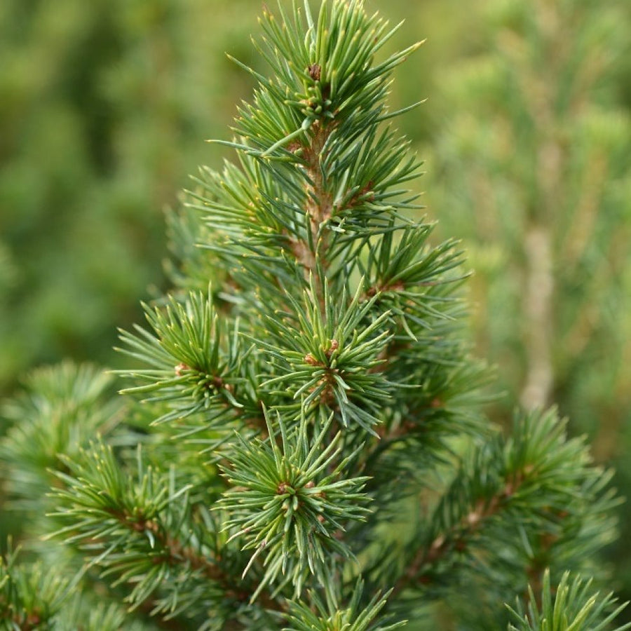 Picea Glauca Perfecta Mini Tabletop Christmas Tree Picea-glauca-Perfecta-WEB 3