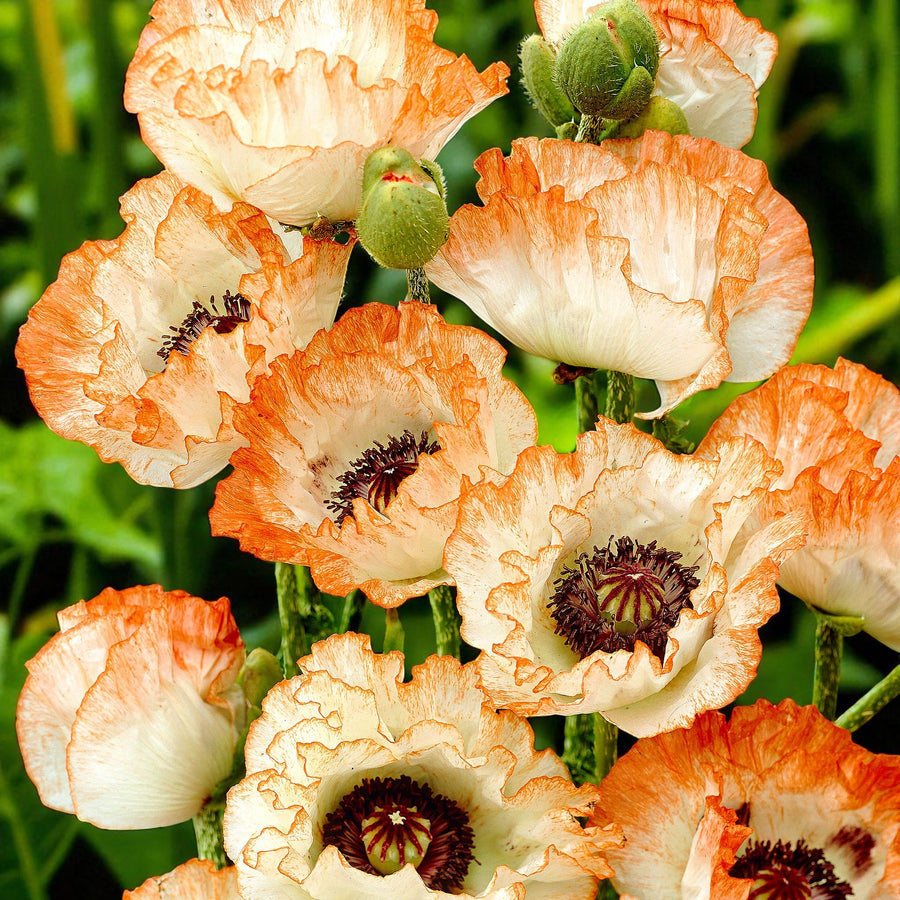 Poppy Papaver Picotee Bare Root  1