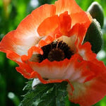Poppy Papaver Picotee Bare Root  2