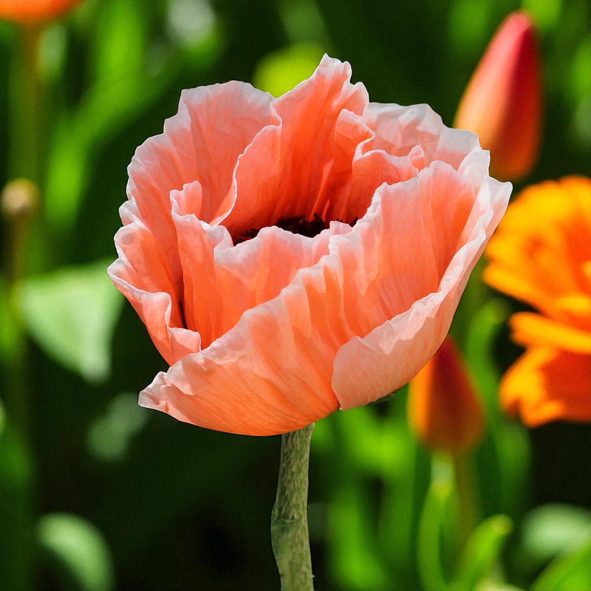 Poppy Papaver Picotee Bare Root  3