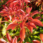 Pieris Japonica Mountain Fire  3