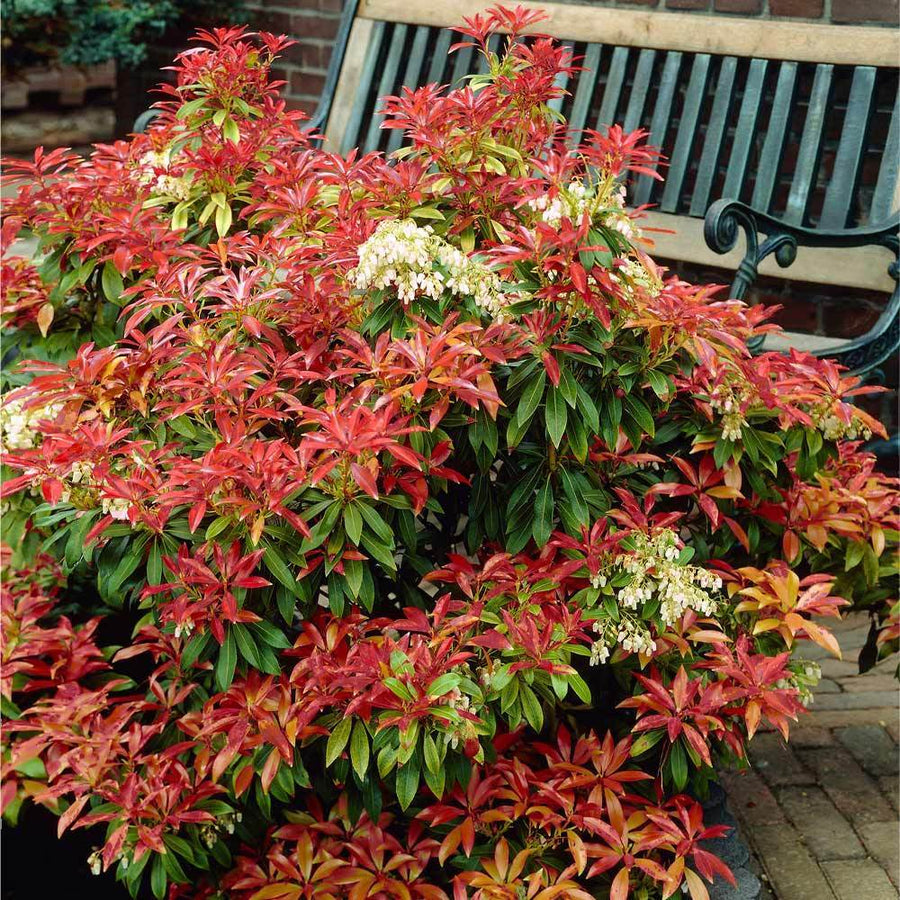 Pieris Japonica - 'Mountain Fire' (2 Plants) Piers_Mountain_Fire_1_FGT_1024x1024 1