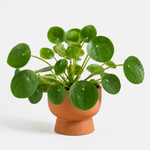 Bedroom Houseplant Collection - Chinese Money Plant, Peace Lily 'Alana' & Sansevieria Cylindrica Straight  4
