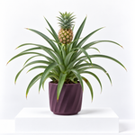 Pineapple Plant  1