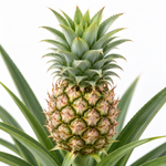 Pineapple Plant  3