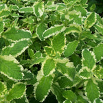 Pineapple Mint Herb Plant  2