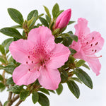 Hard To Kill Shrub Bundle - Euonymus, Camellia Lady Campbell, Pink Azalea & Pink Lavatera  2