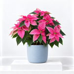 Christmas Poinsettia  3