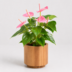 Pink Flamingo Lily Anthurium Plant  3