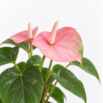Pink Flamingo Lily Anthurium Plant  2