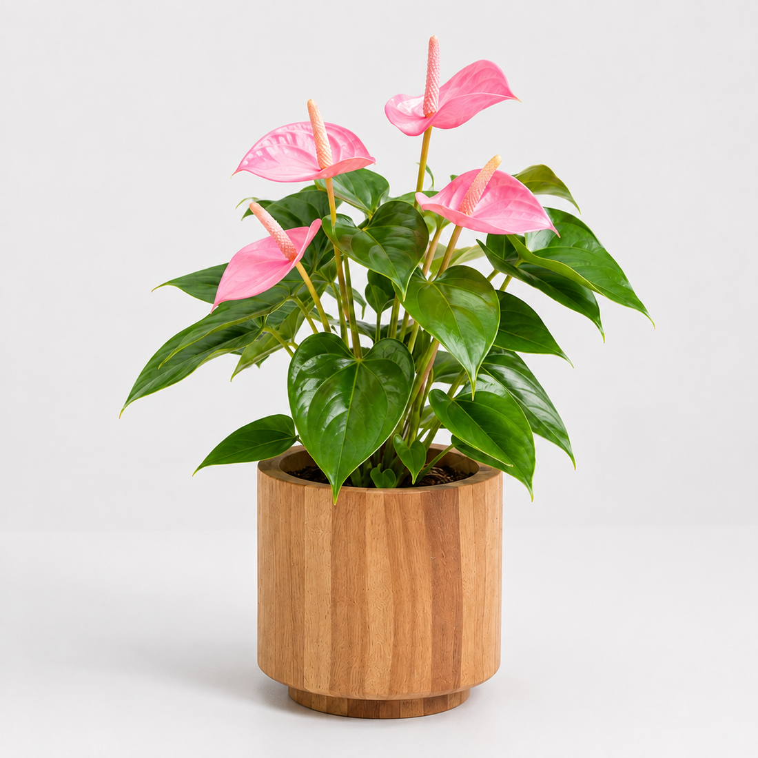Pink Flamingo Lily Anthurium Plant
