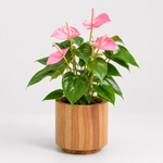 Pink Flamingo Lily Anthurium Plant  1