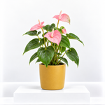 Pink Flamingo Lily Anthurium Plant  1