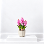 Pink Hyacinth Flowering Bulb Trio  1