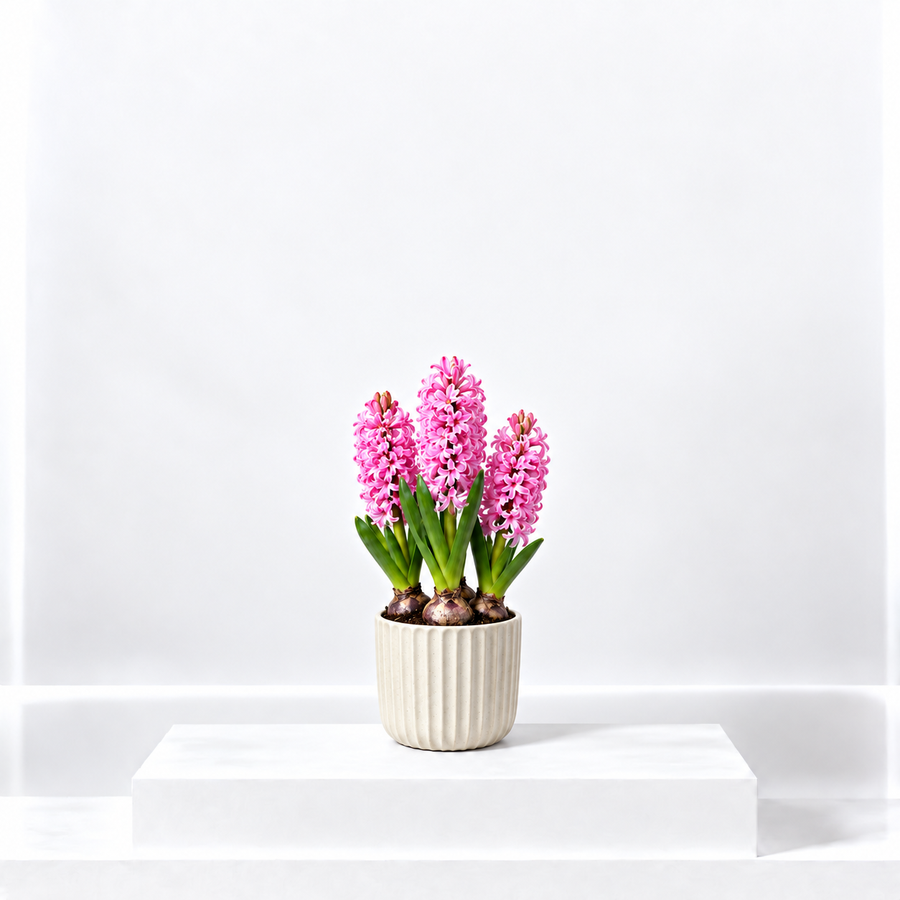 Pink Hyacinth Flowering Bulb Trio  1
